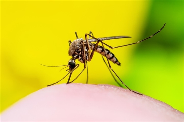 3种人对蚊子最有吸引力:与血型无关