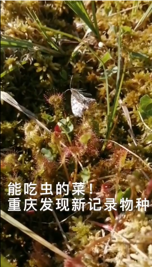 新记录的物种来了！重庆首次发现食虫植物