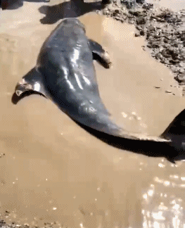 12只疑似鲸豚滞留浙江海域:2只已死亡 仍在全力抢救中