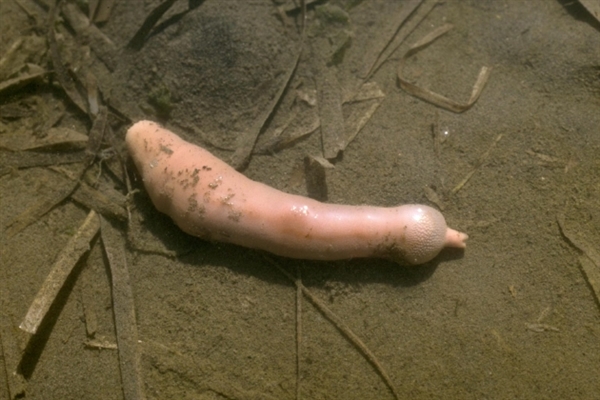 长相奇特的阴茎虫不仅好吃 还是“生态系统工程师”