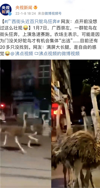 近百只鸵鸟在广西街头疯狂奔跑 满屏长腿 看傻网友